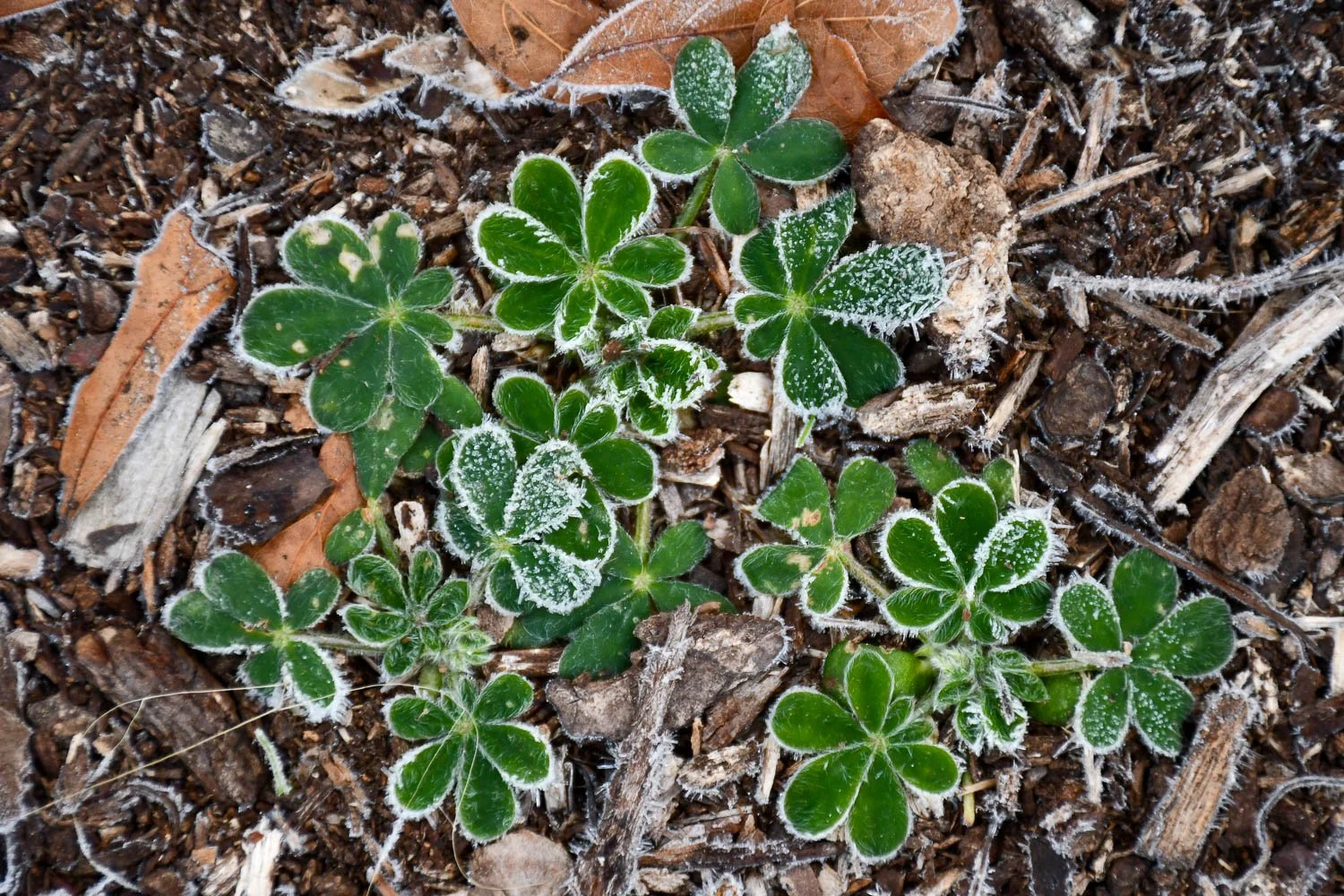Native Wildflower Seedlings of January | Meristem
